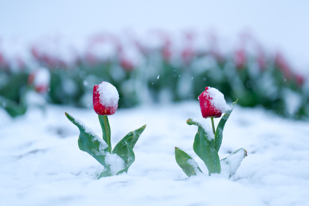 Snowkissed Tulips