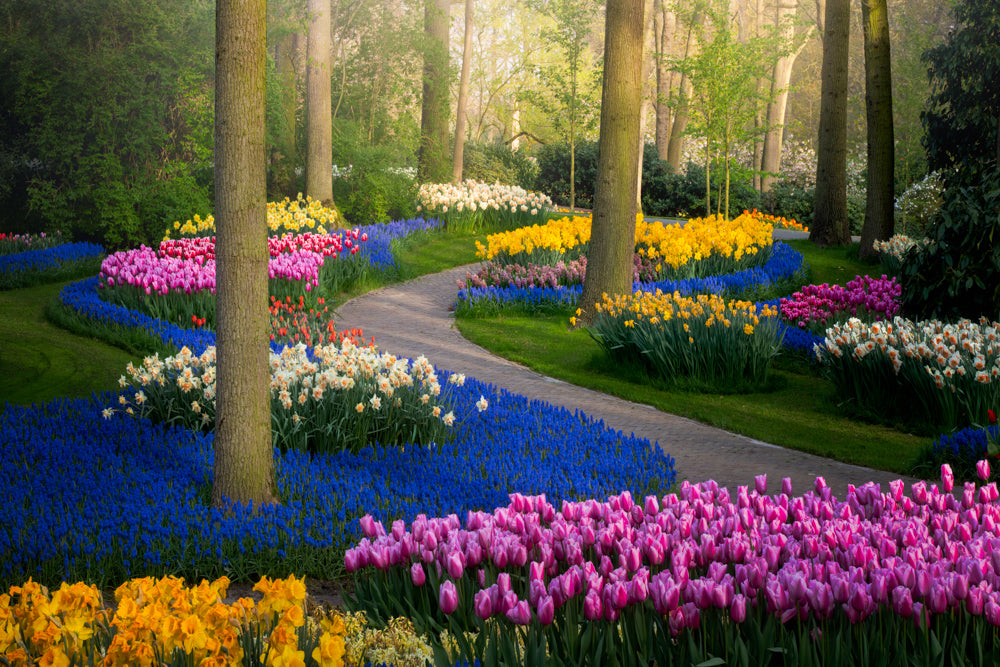 Zig Zagged Tulips