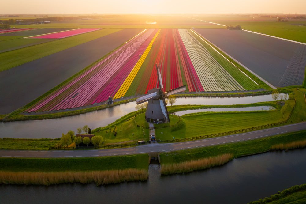 The Classic Tulip Field