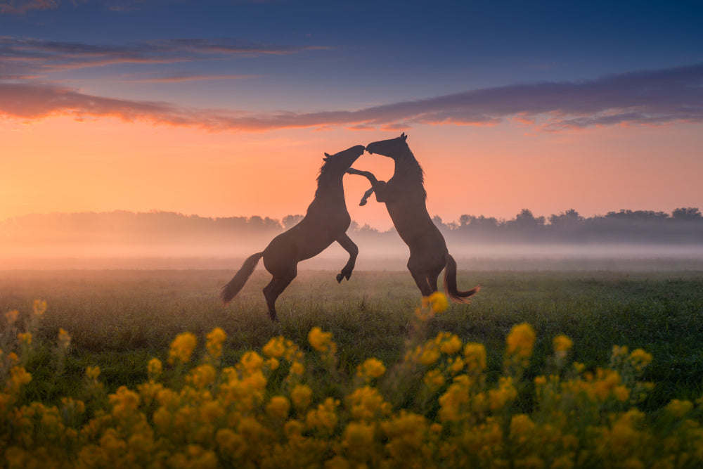 Kussende paarden