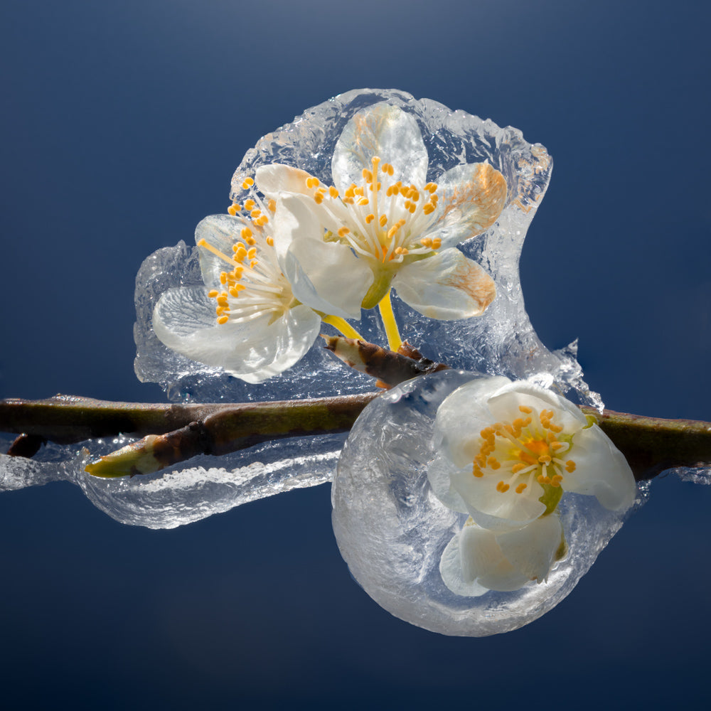 Frozen Flowers