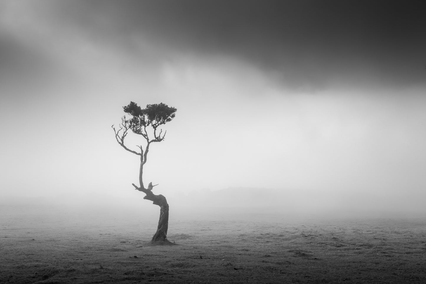 Alone in the Mist
