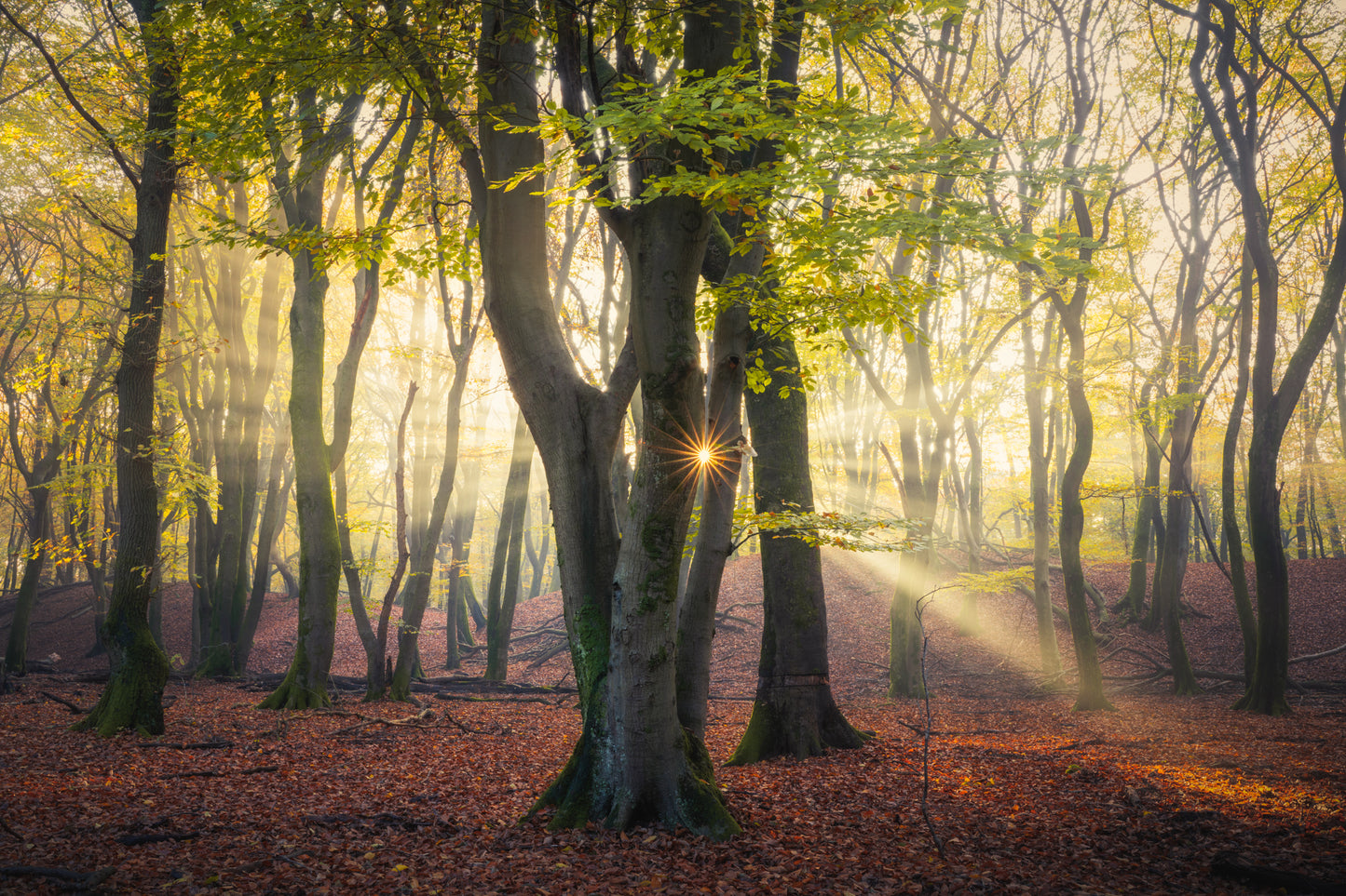 Autumn Forest