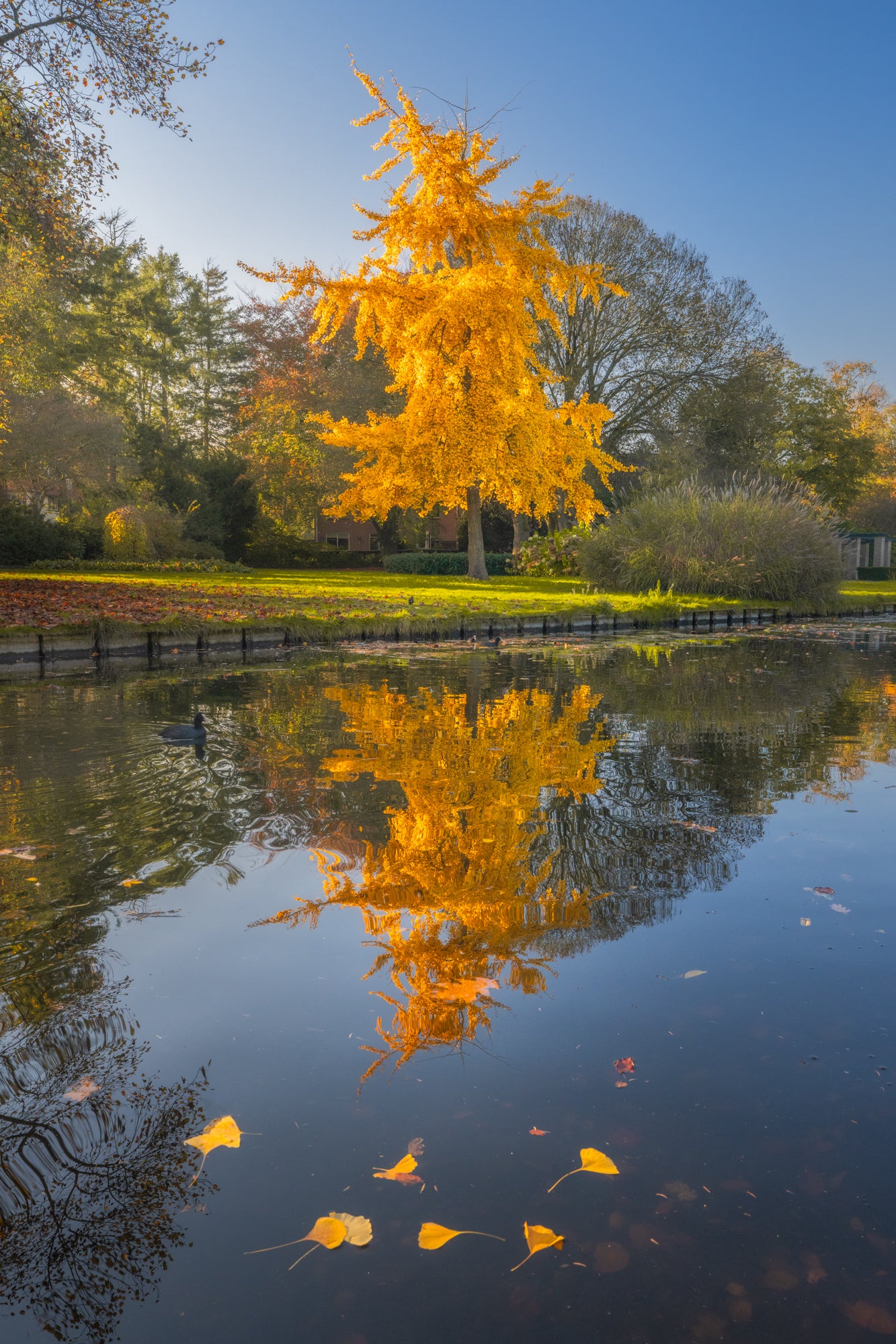 Autumn Reflection