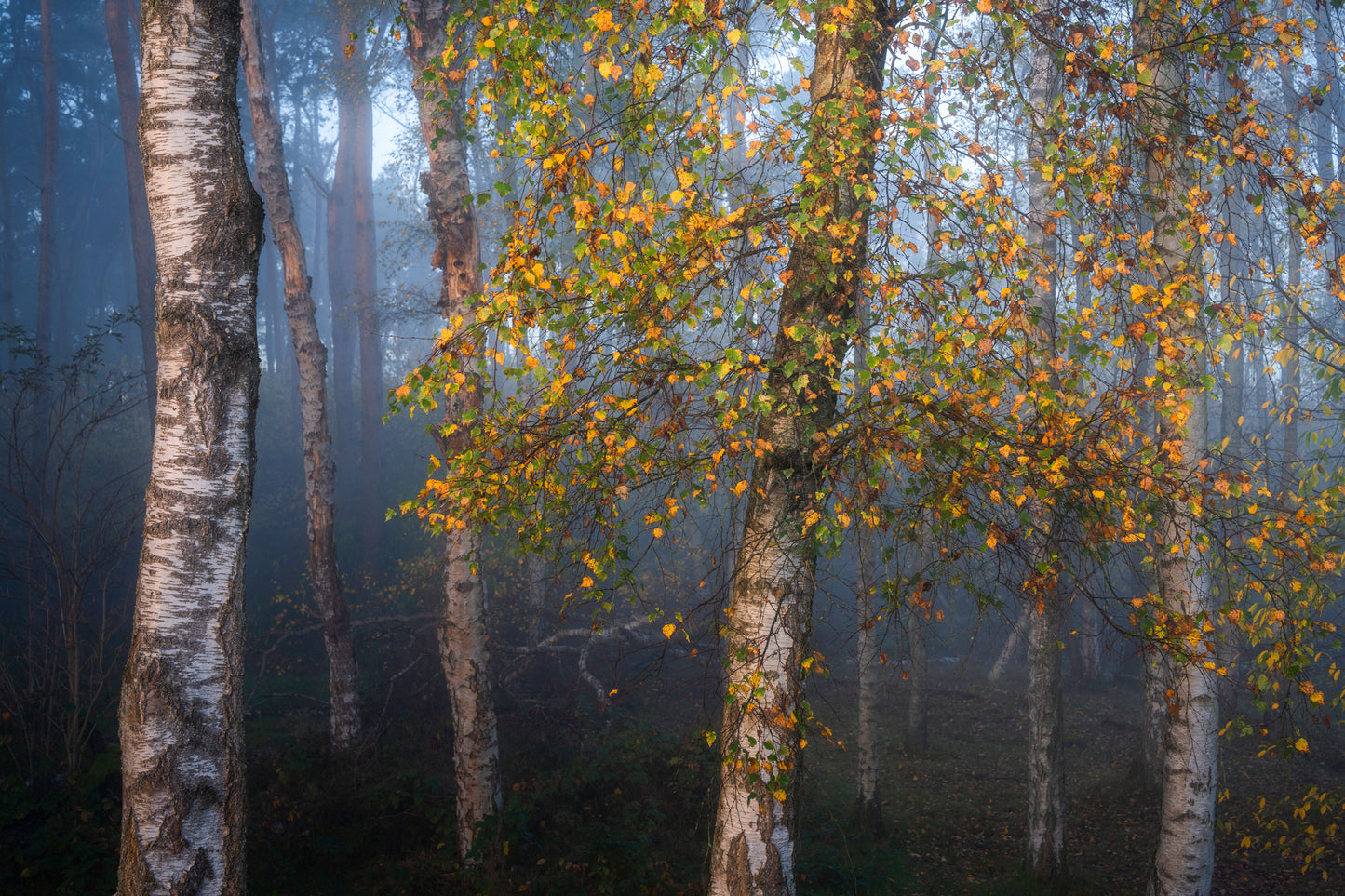Birch in Autumn