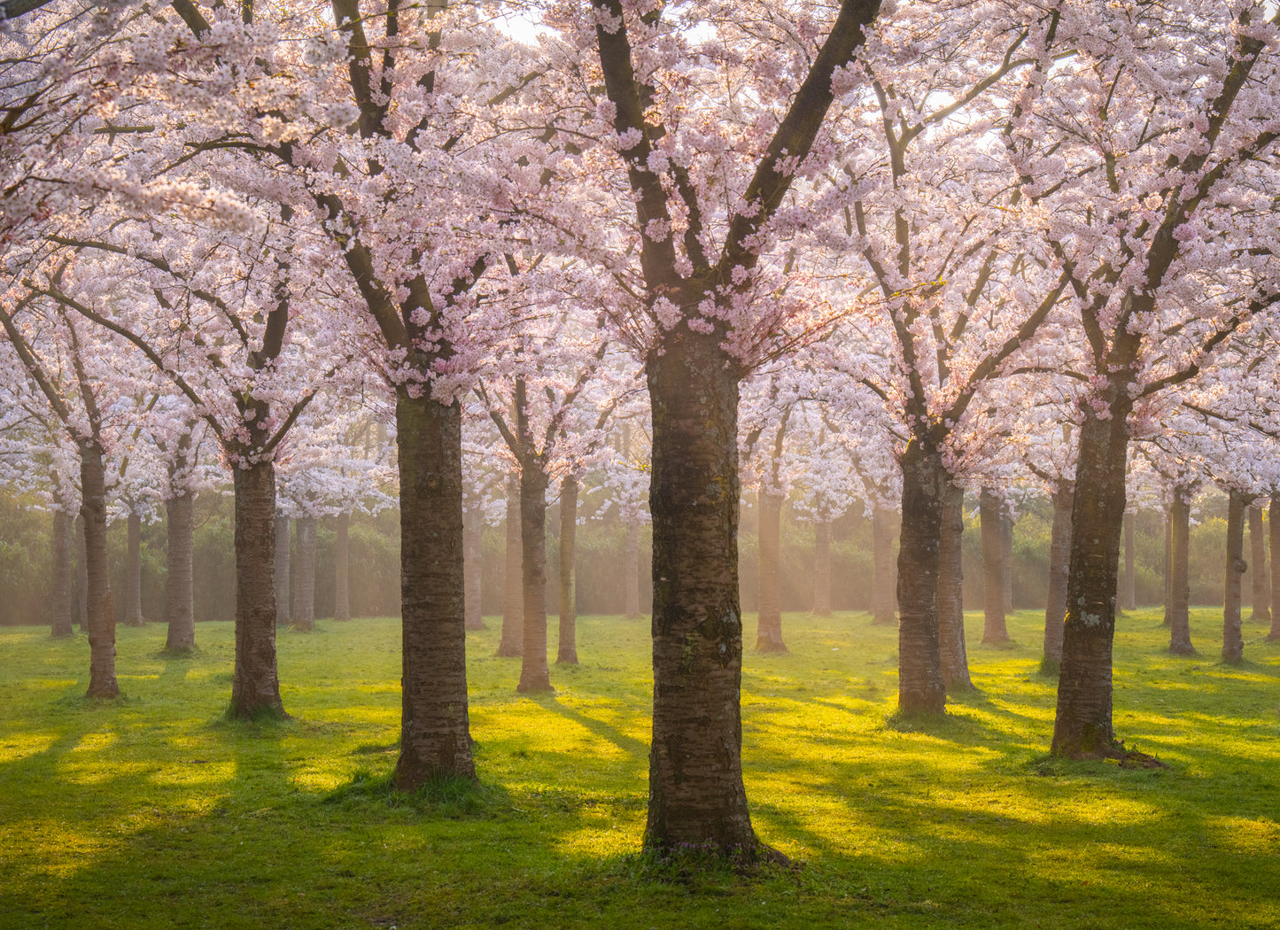 Blossom Avenue