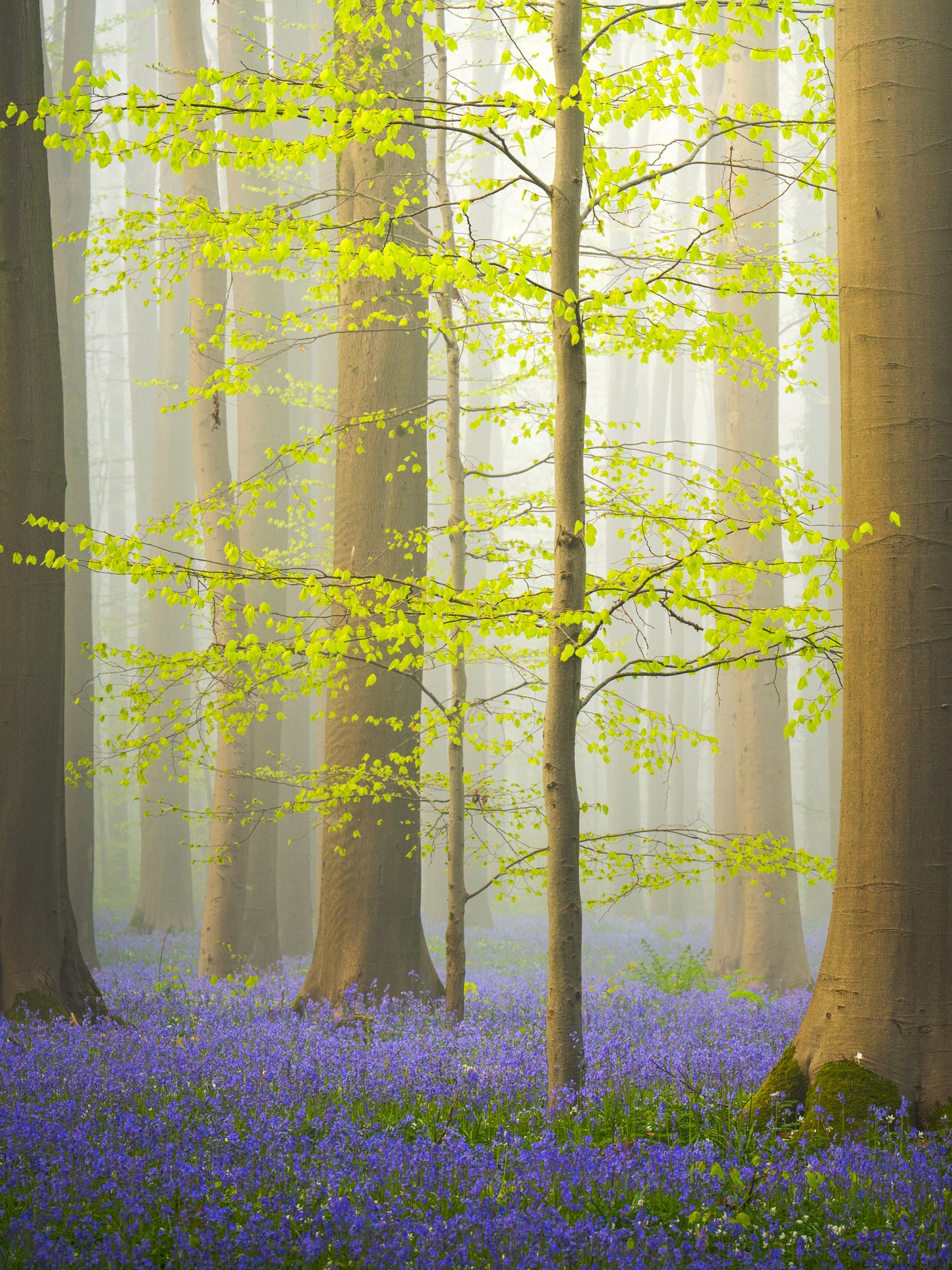 Bluebell Awakening
