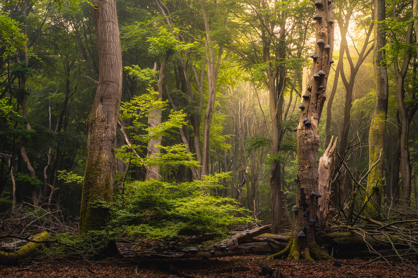 Deep Green