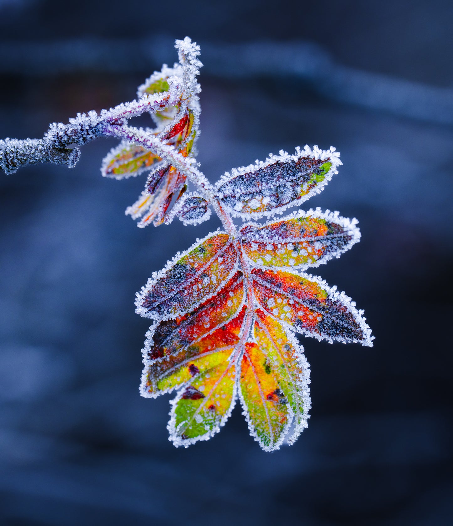 Frozen Leaf