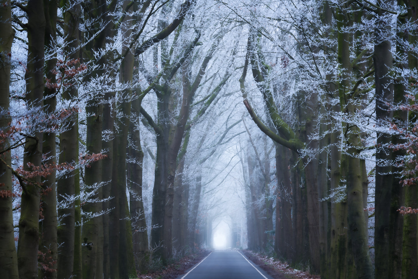 Into the White