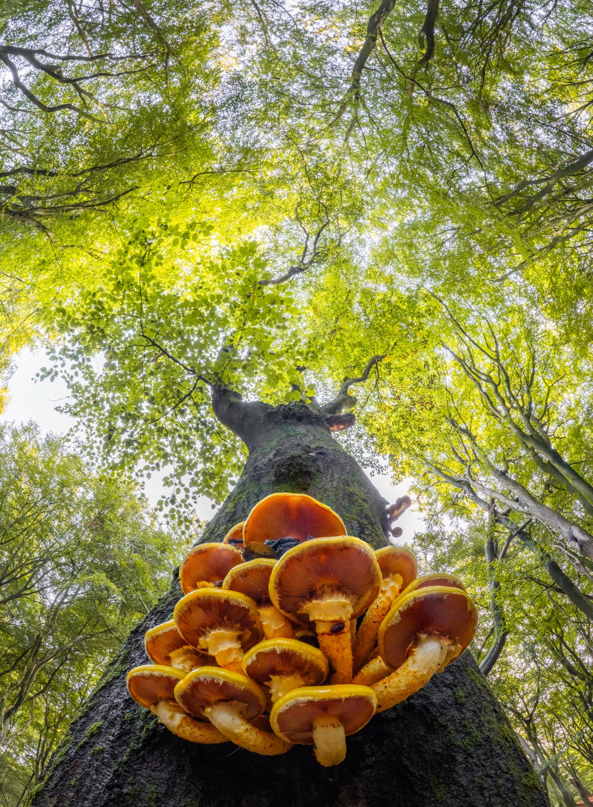 Looking Up