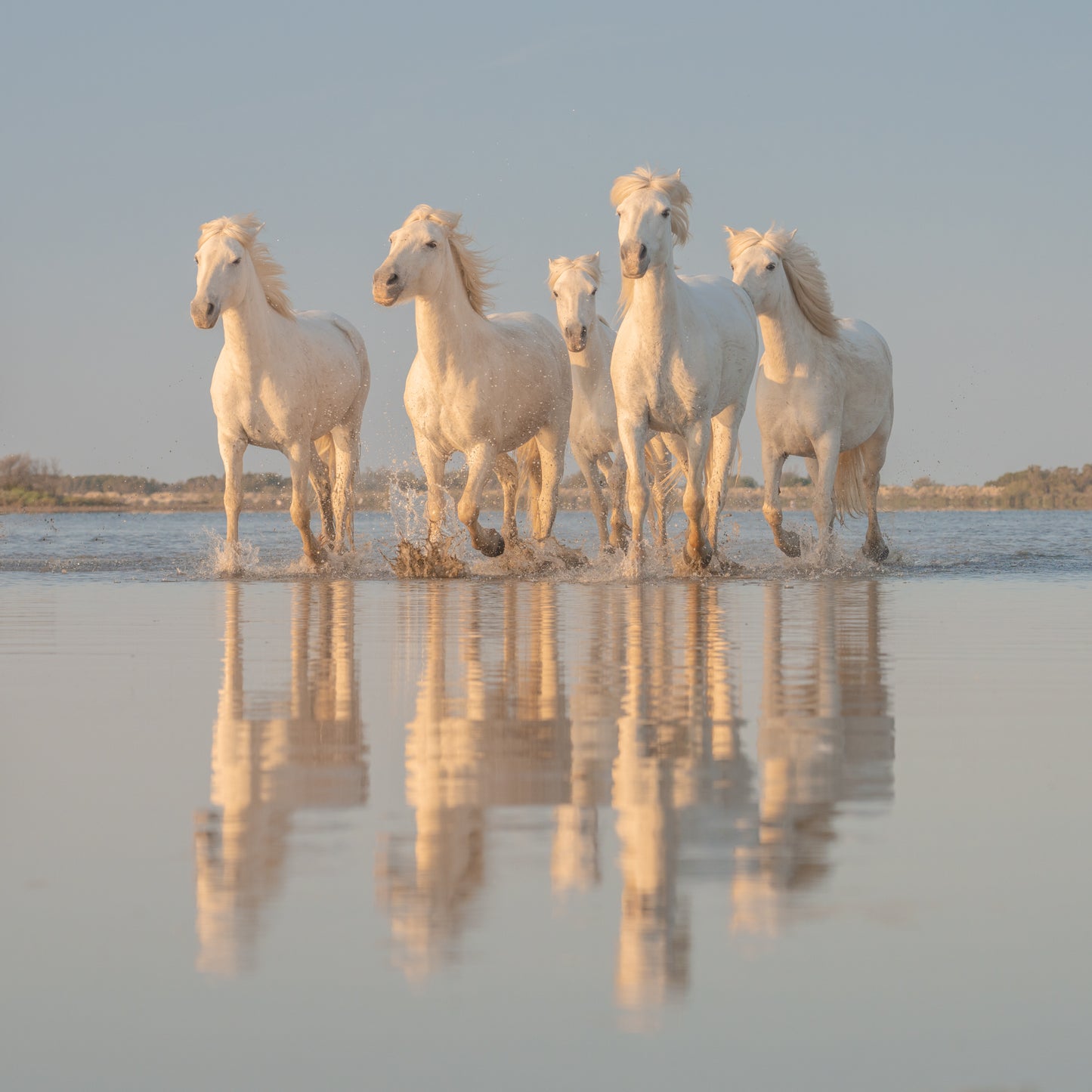 Mirror Herd