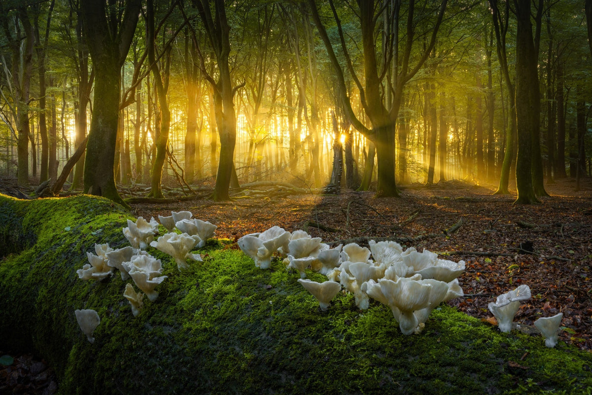 Oysters at Sunrise