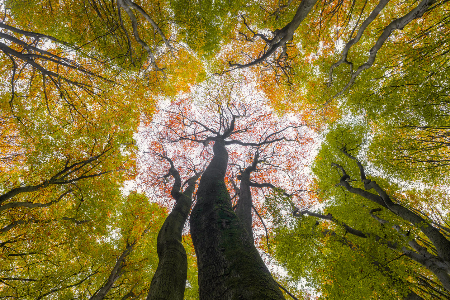 Reaching for Spring