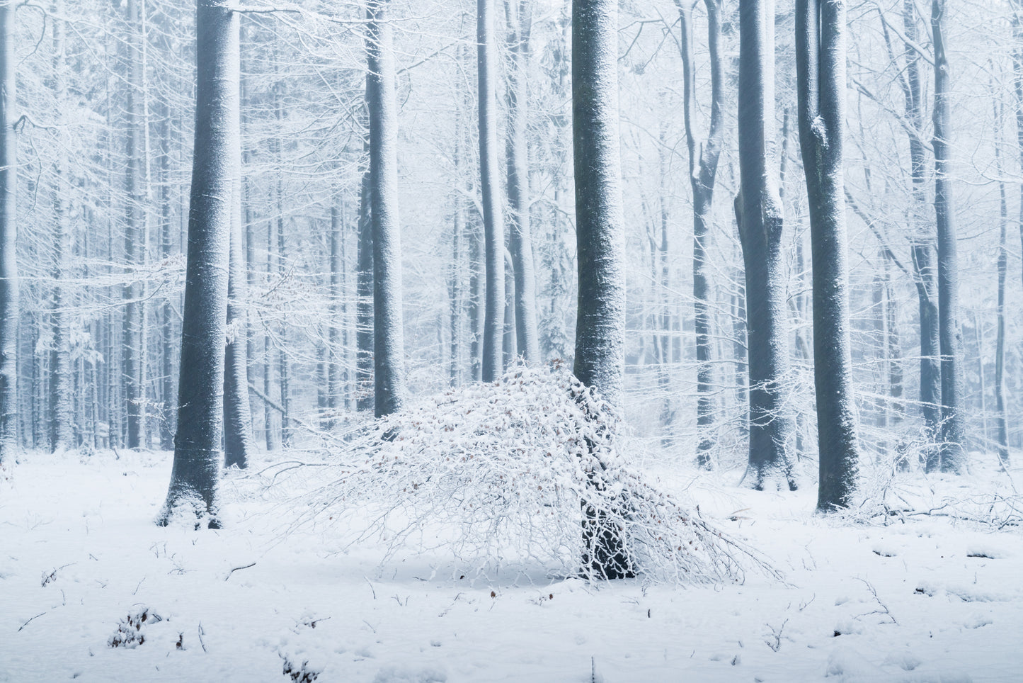 Snow Forest