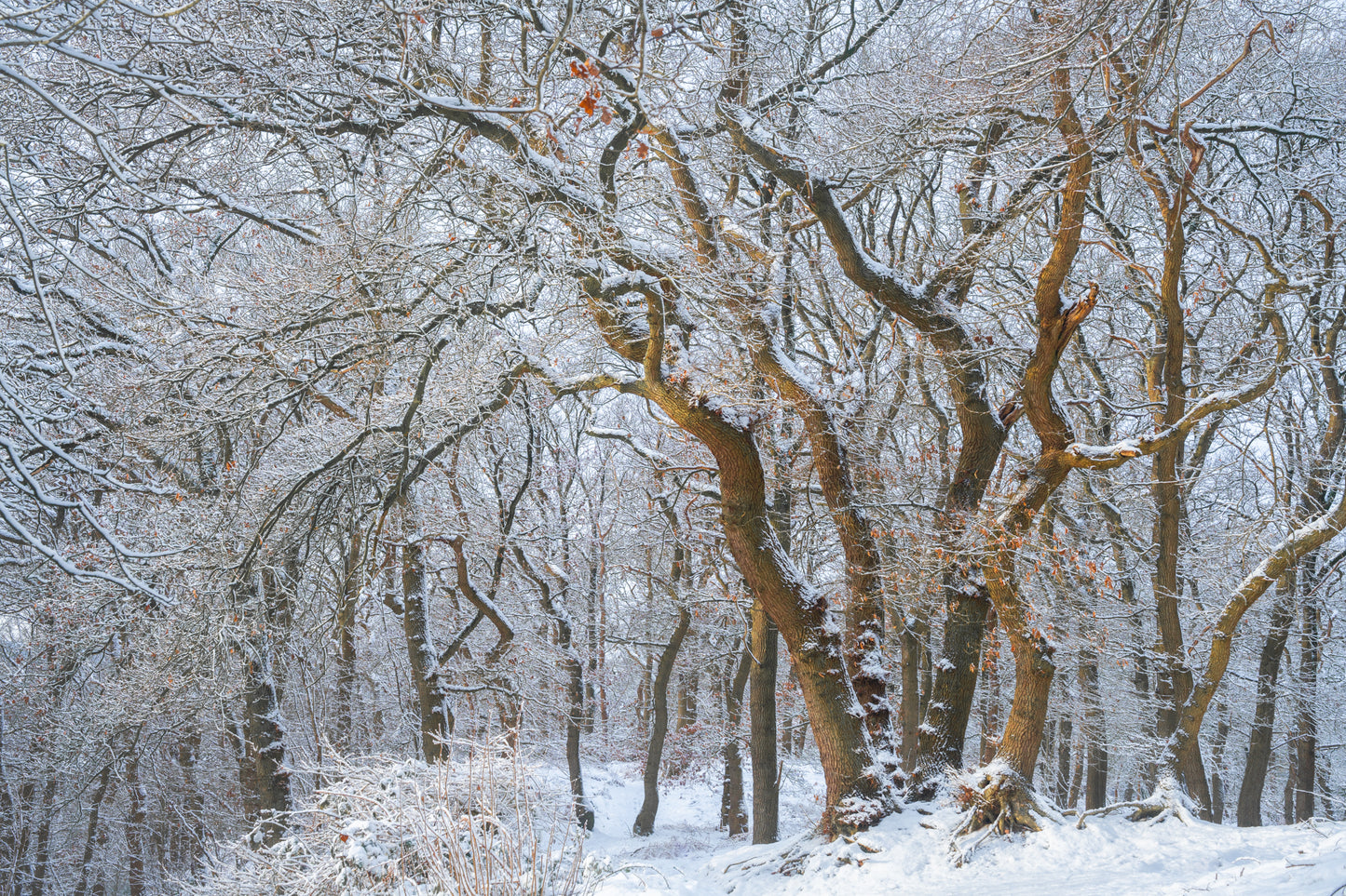 Snow Oaks