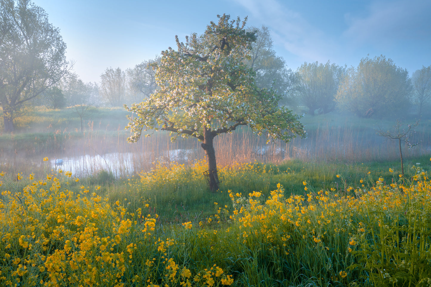 Spring Gold