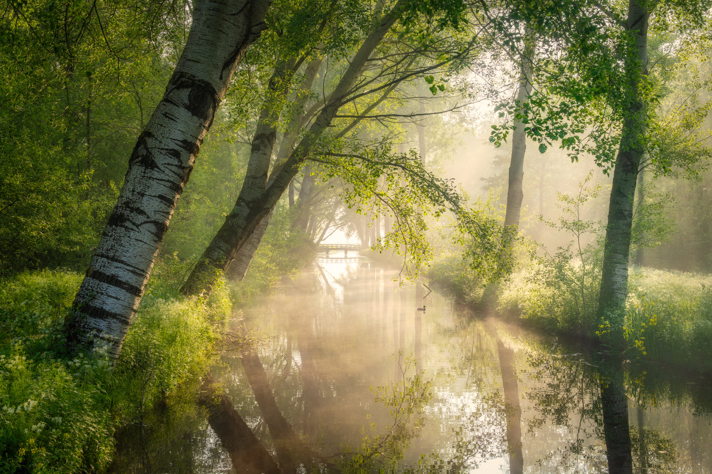 Spring Rays