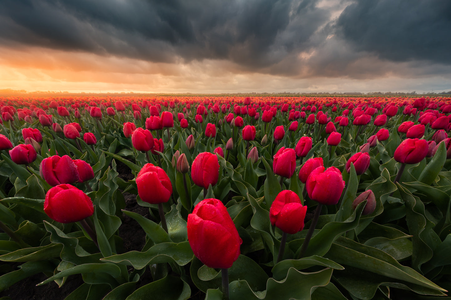 Stormy Tulips