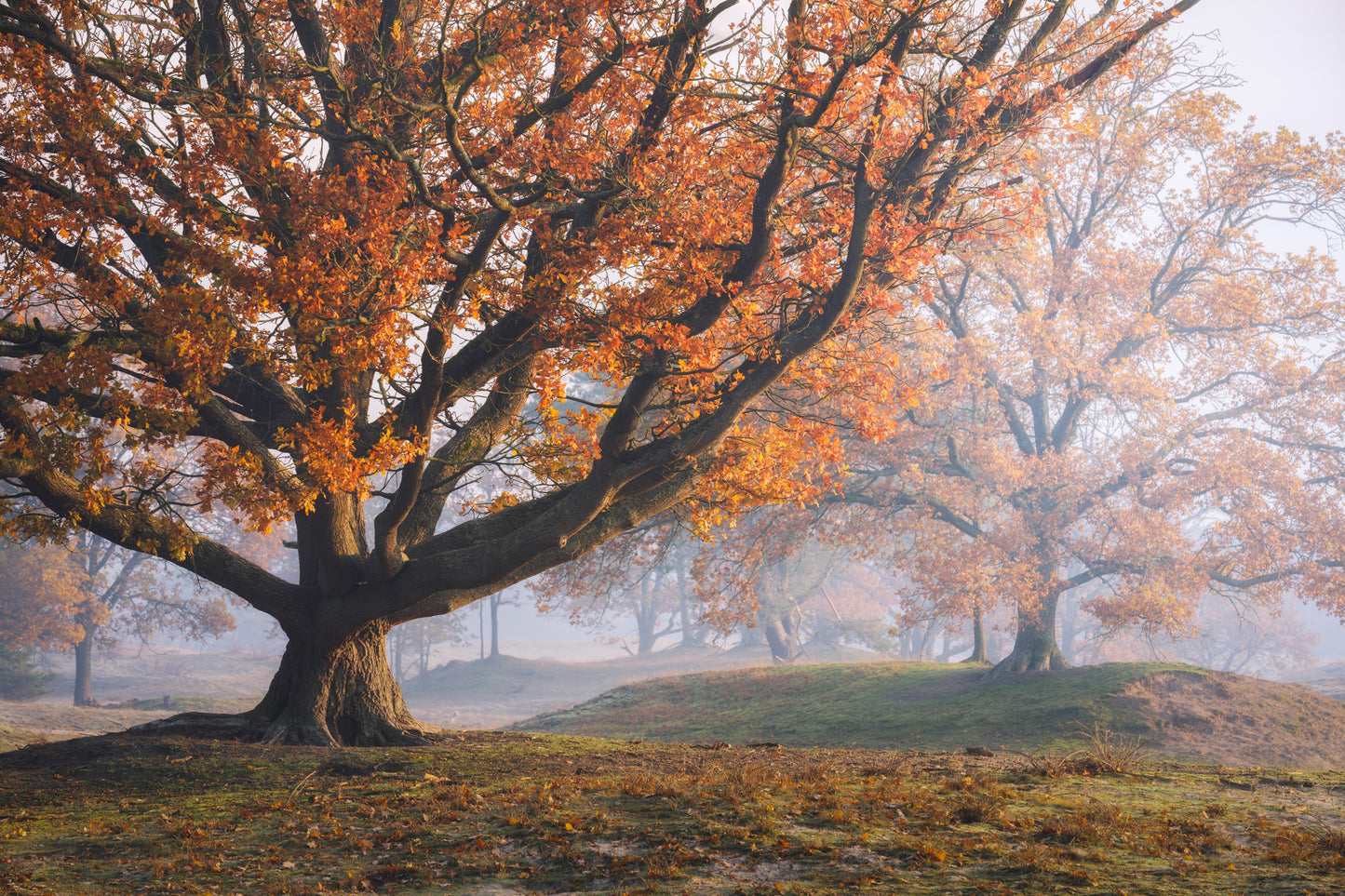 The Autumn Oak