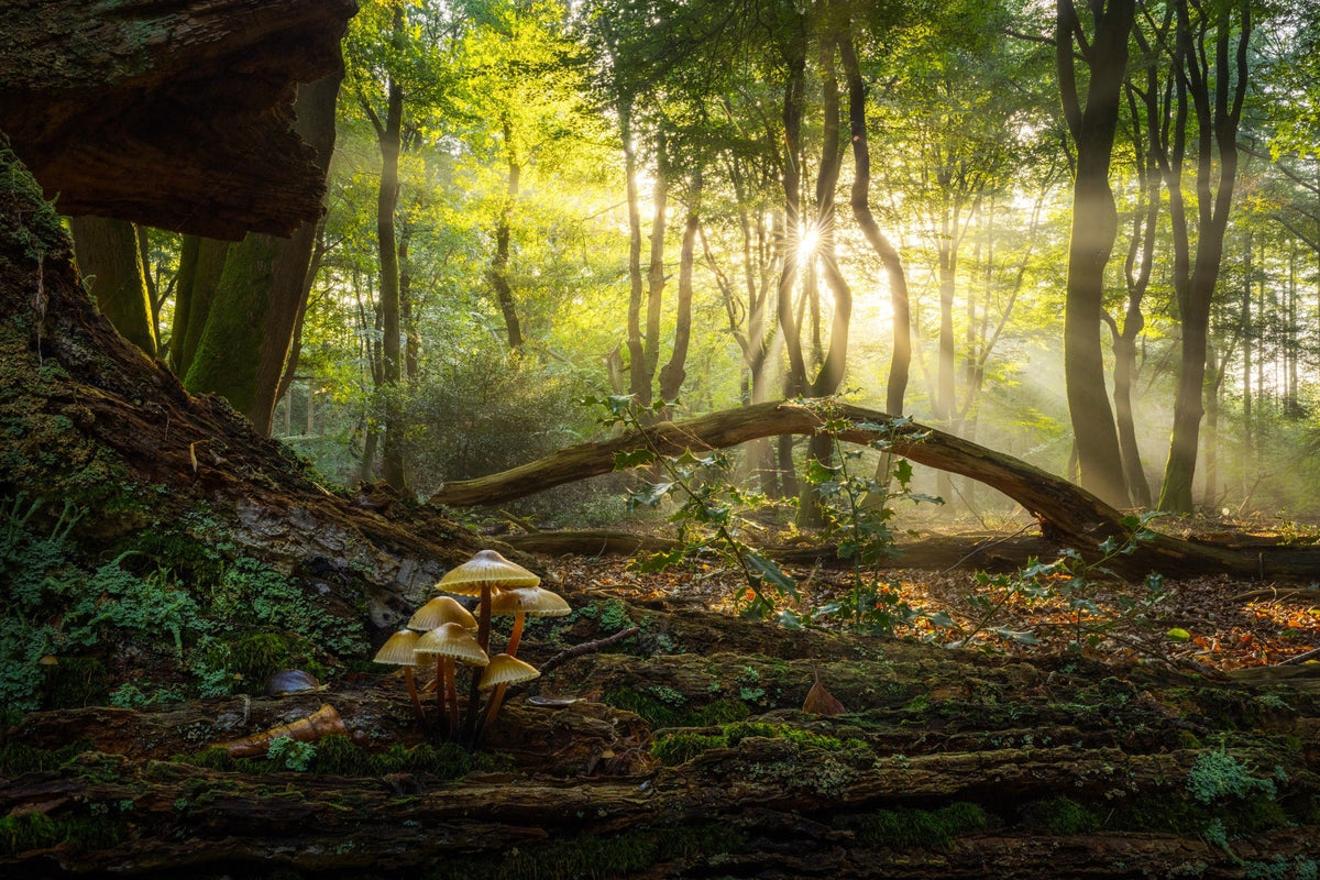 The Fallen Arch