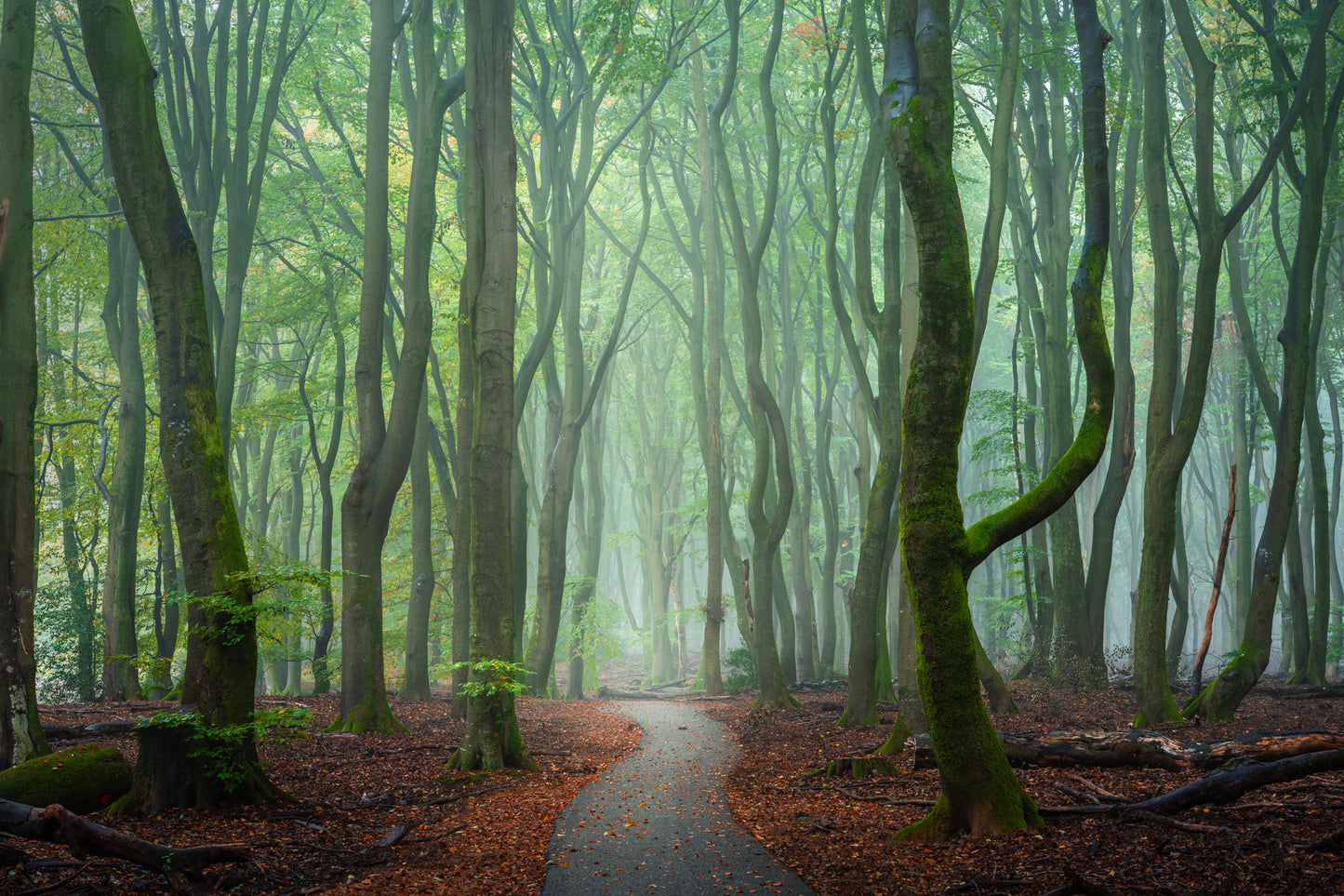 The Forest Path