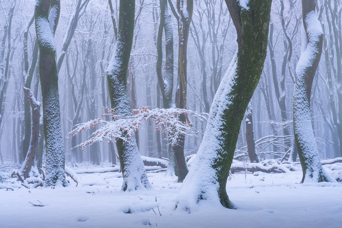 The Frozen Forest