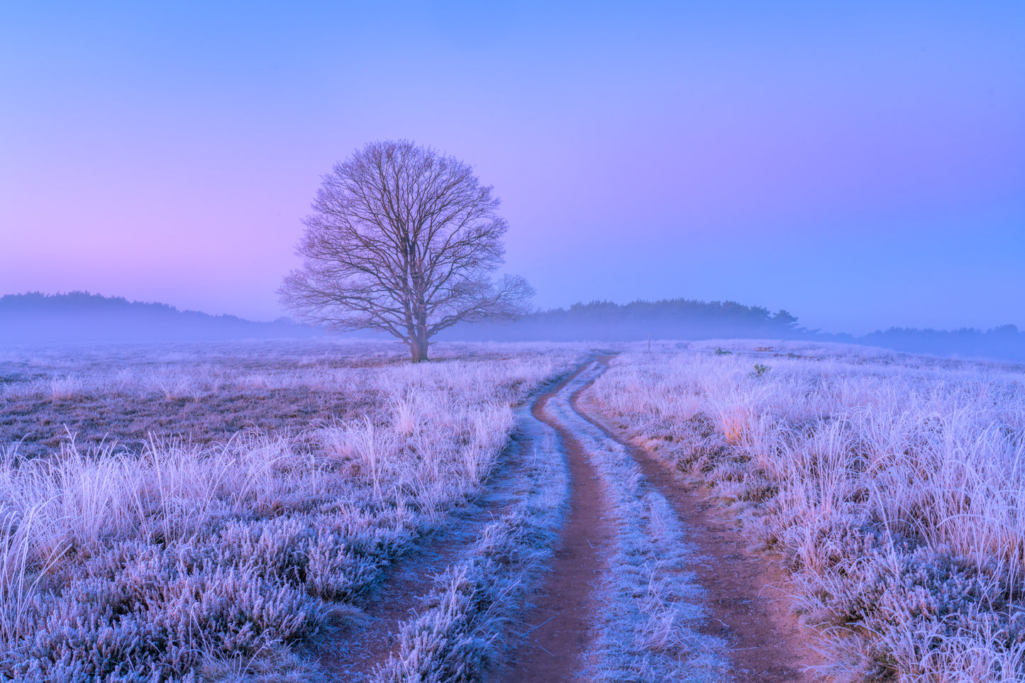 The Frozen Track