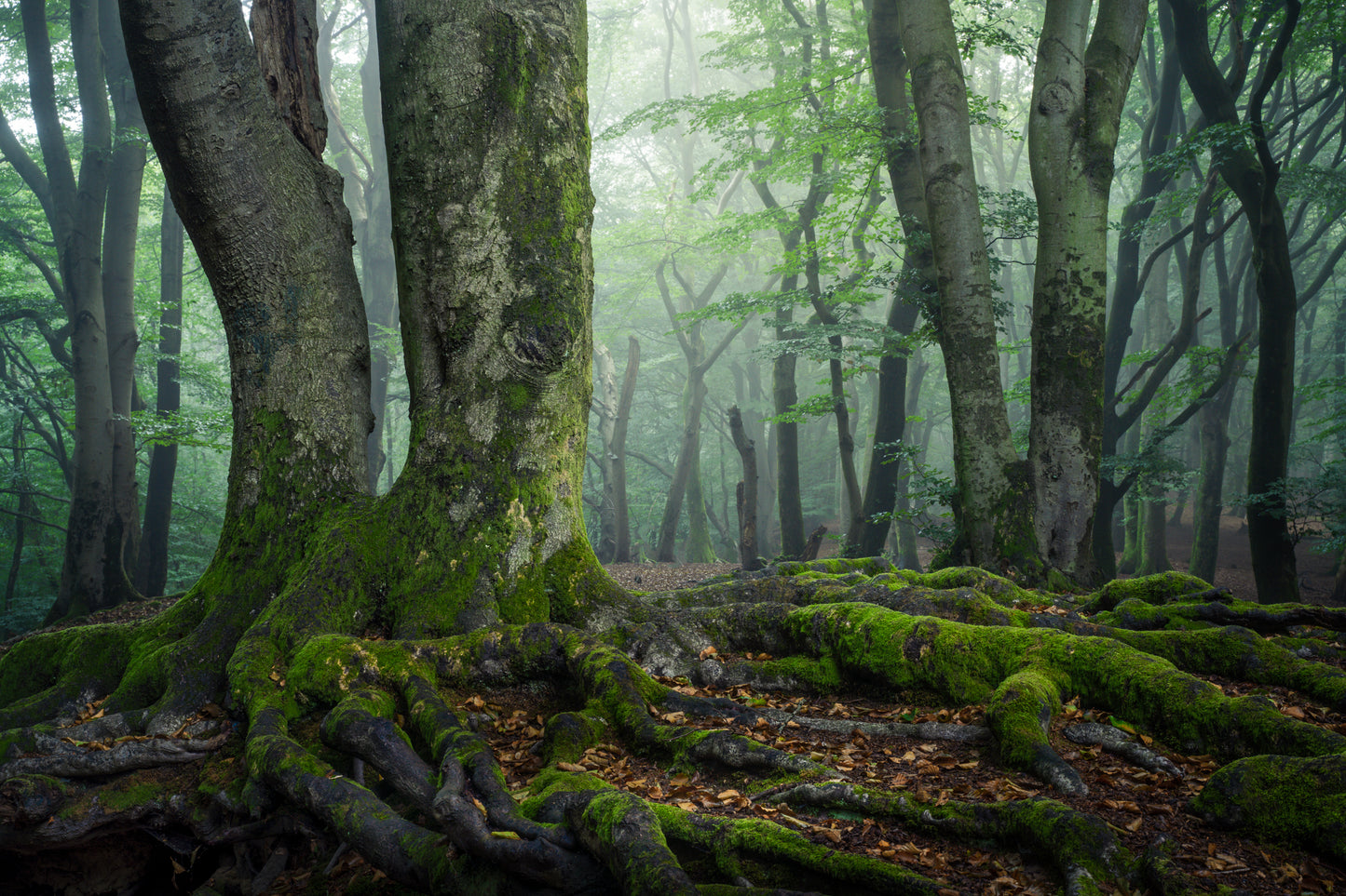 The Green Giants
