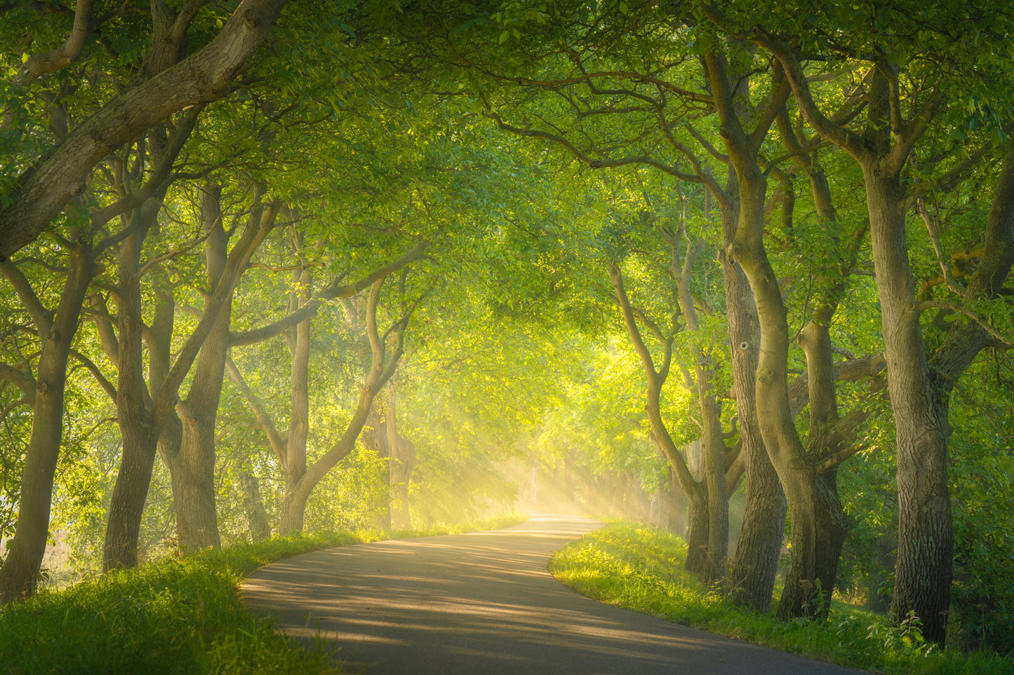 The Green Tunnel