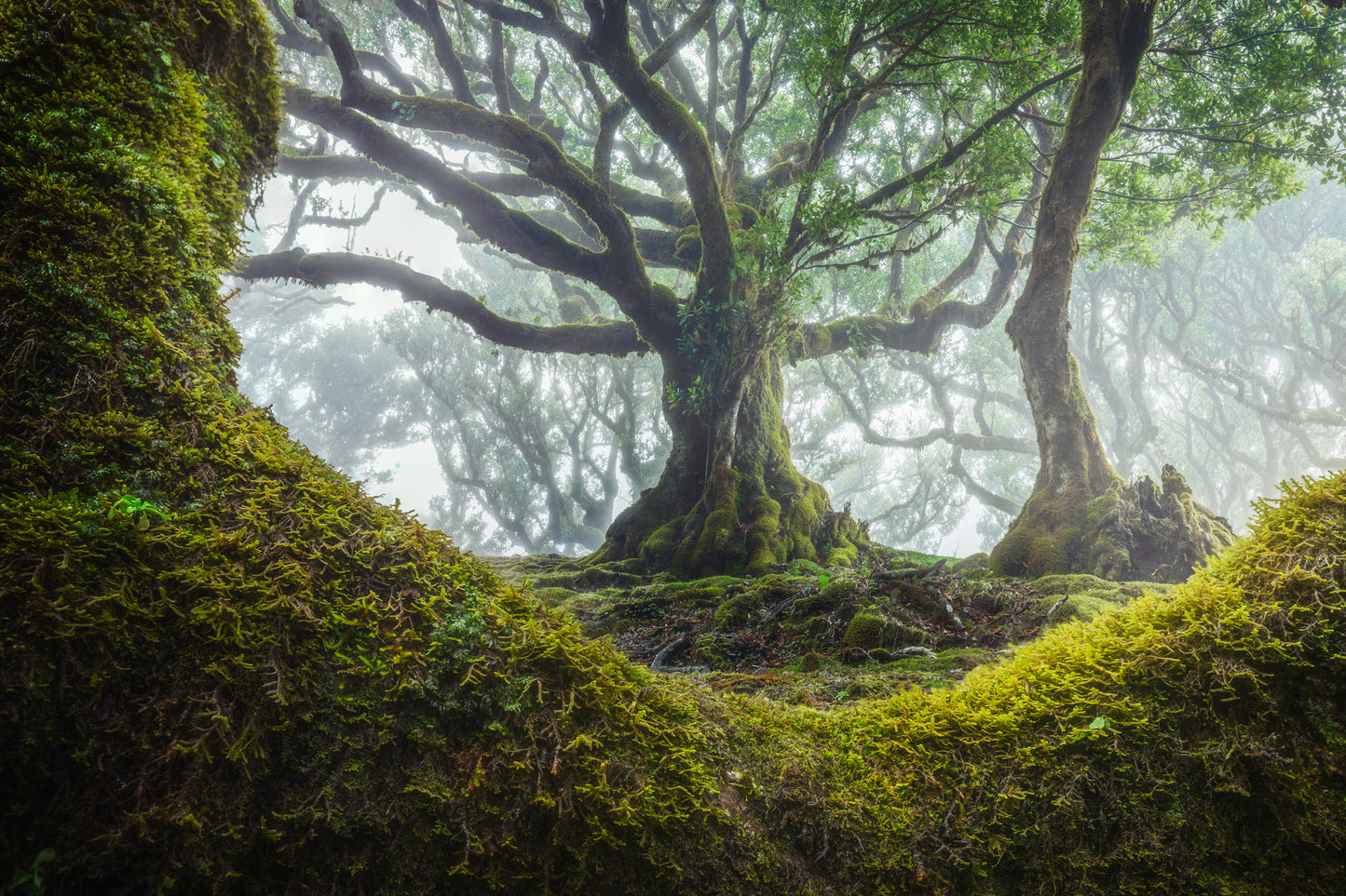 The Moss Cradle