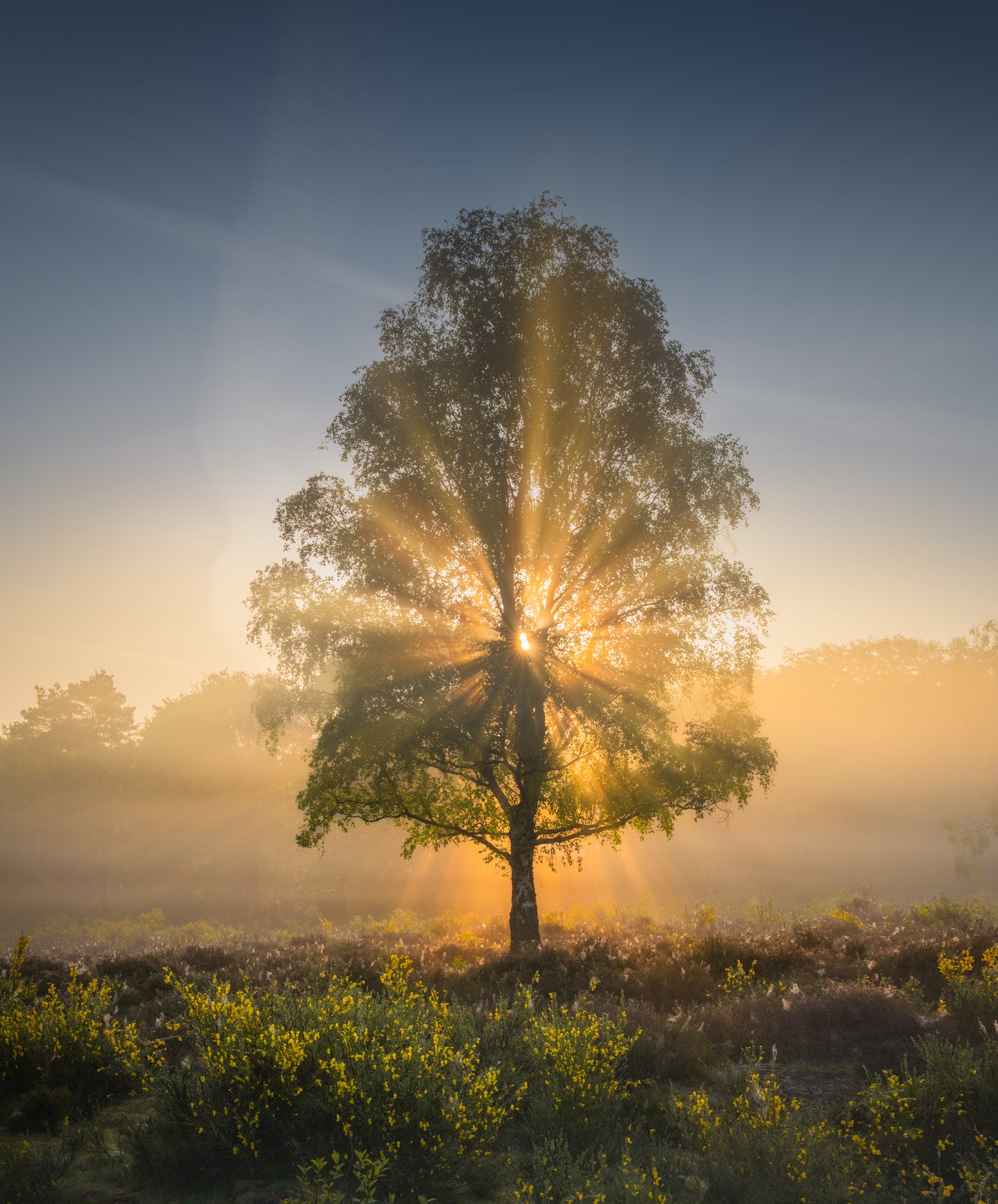 The Sun Tree