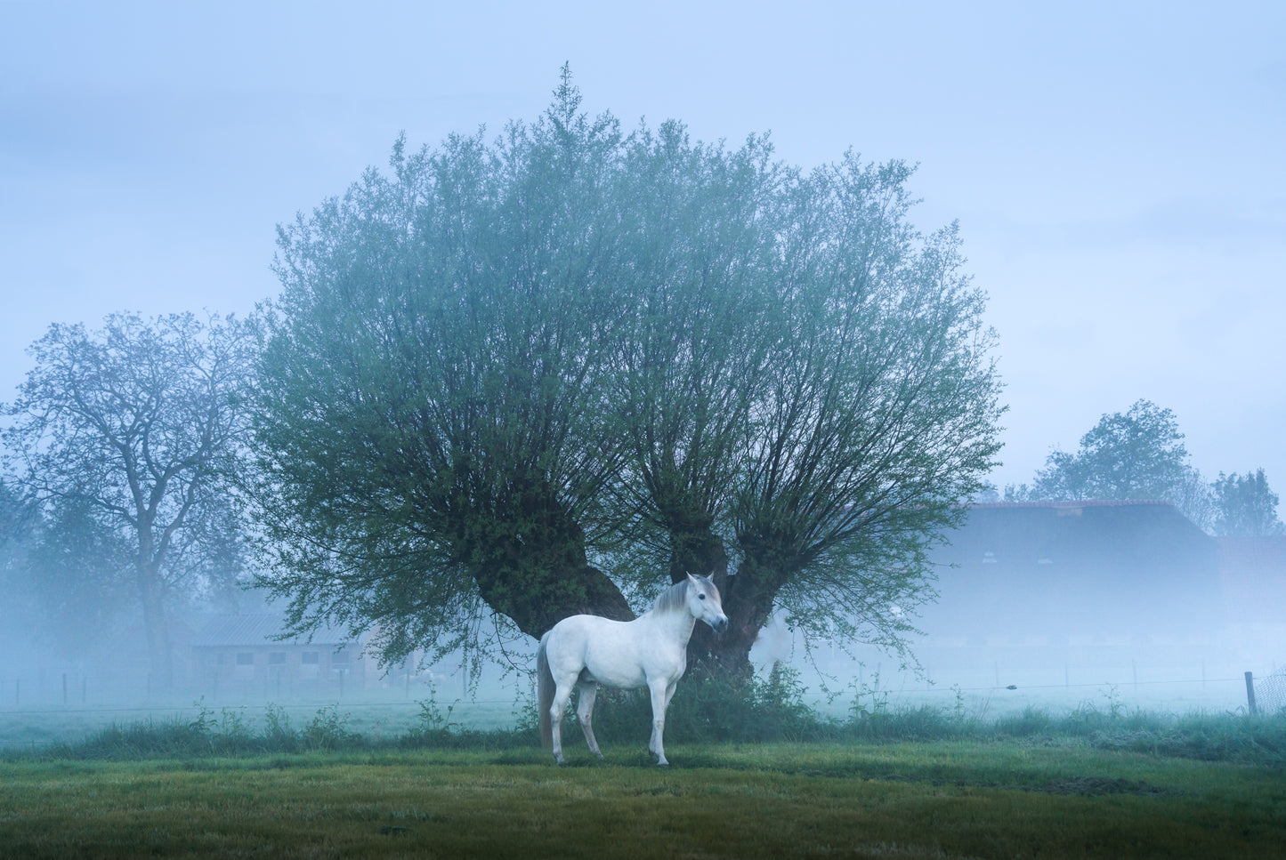 The White Horse