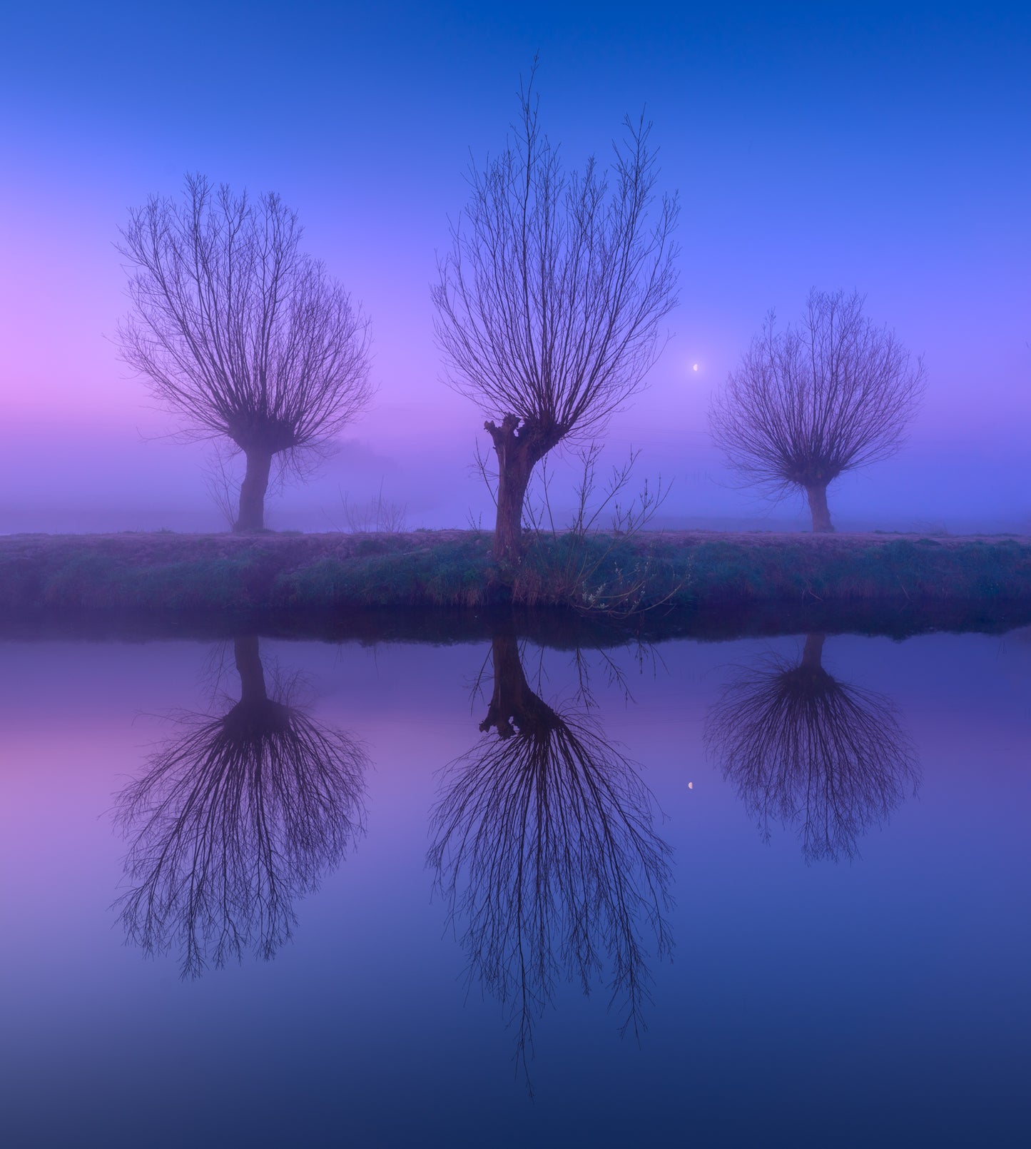Three Willows