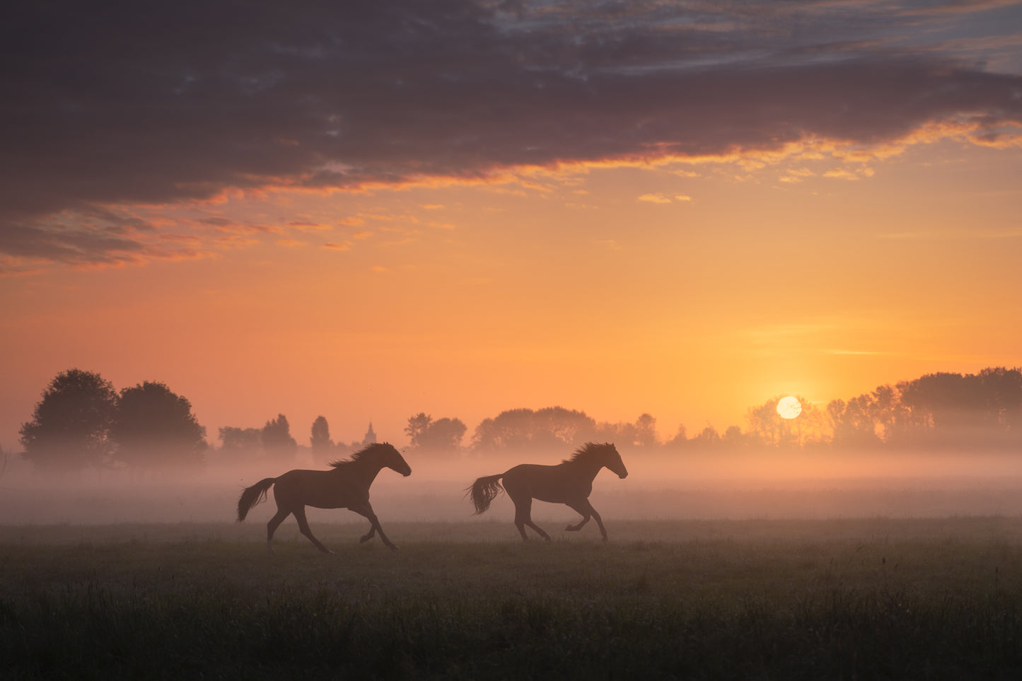 Two Horses