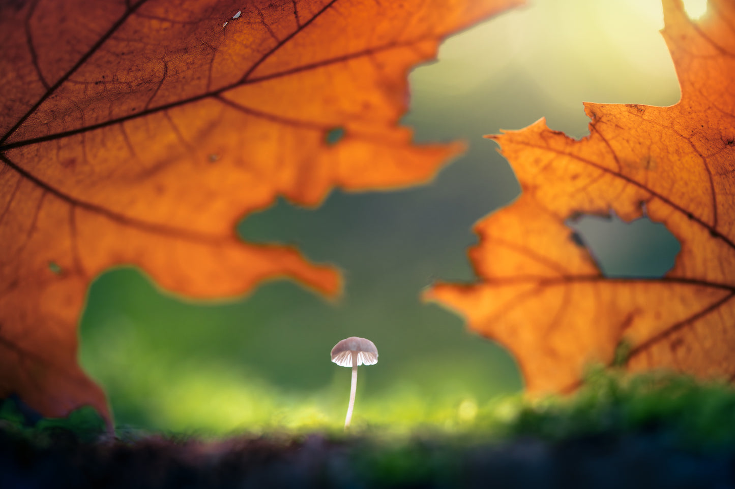 Under the Leaf
