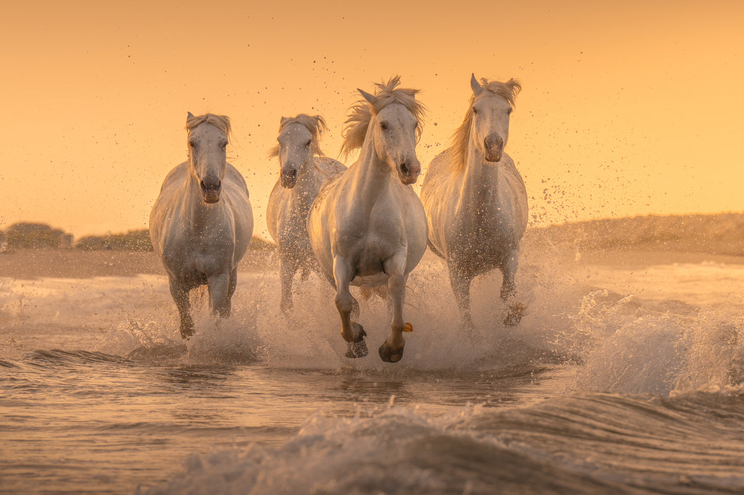 White Angels of Camargue