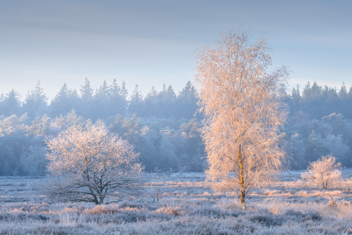 White Morning
