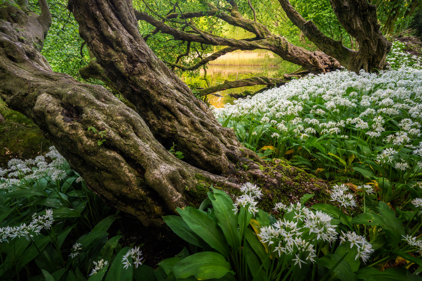 Wild Garlic Wood