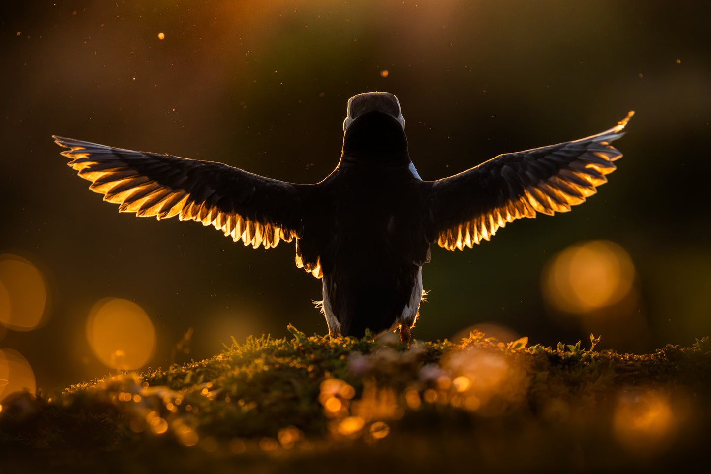 Wings of Gold