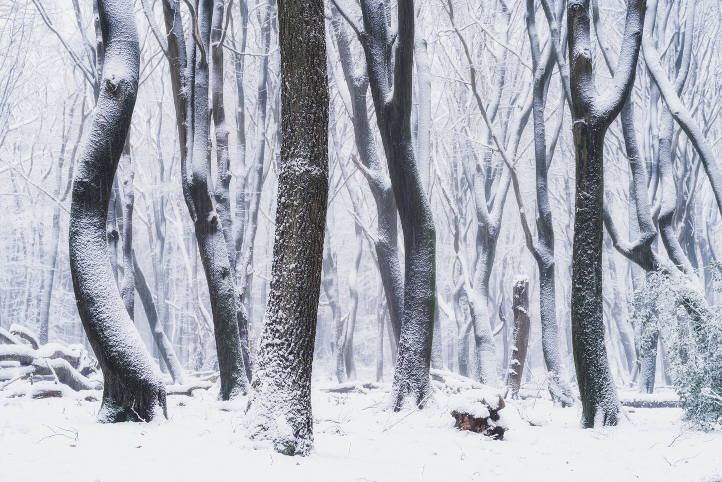 Winter Beeches