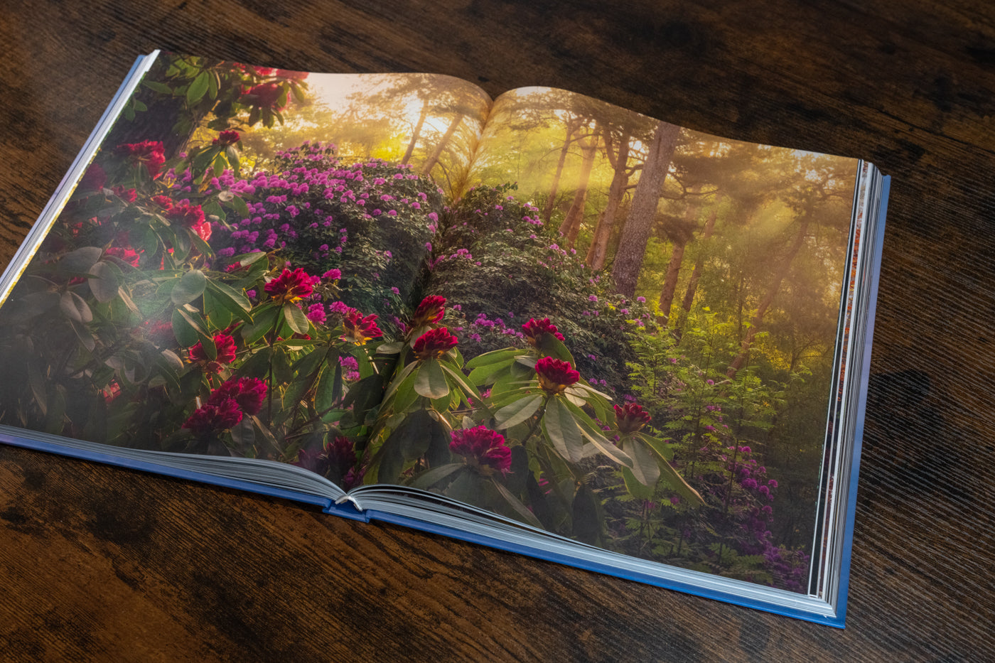 Schoonheid van Nederland Boek - Gesigneerd met Fine Art Print van 'Autumn Swirl'