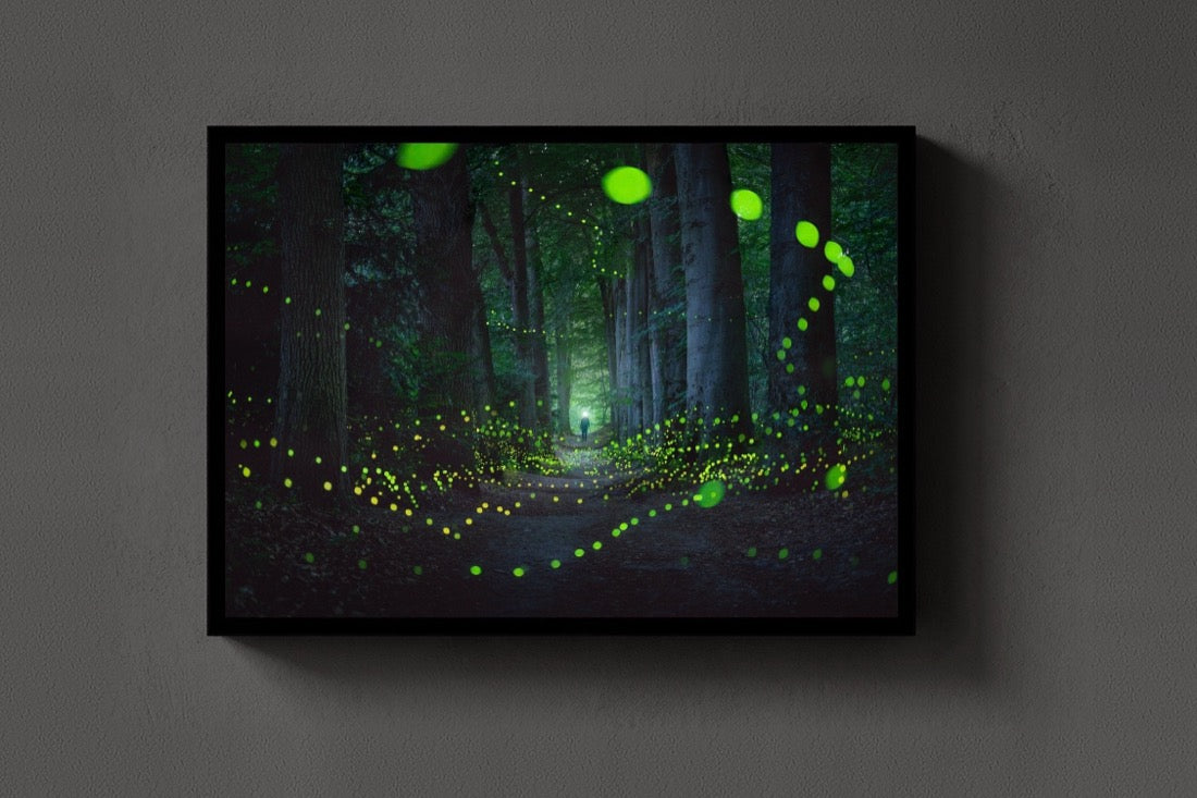 A Forest Full Of Fireflies lijst