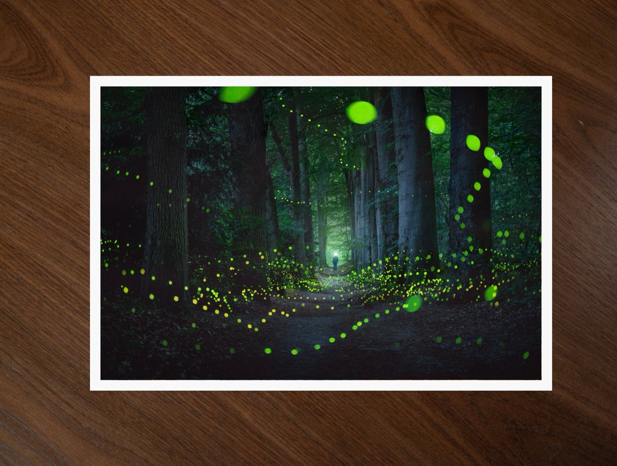 A Forest Full Of Fireflies print