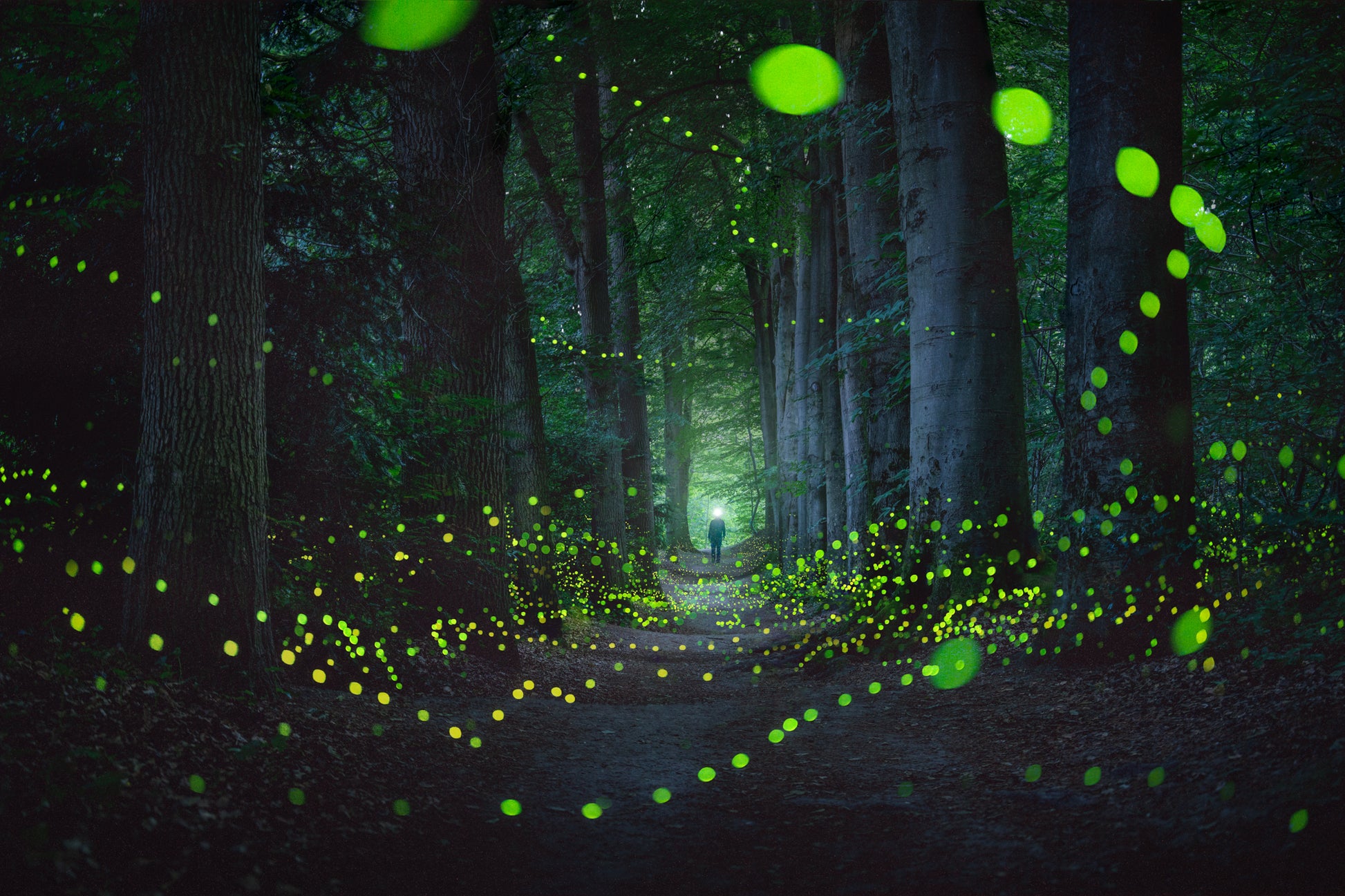 A Forest Full Of Fireflies