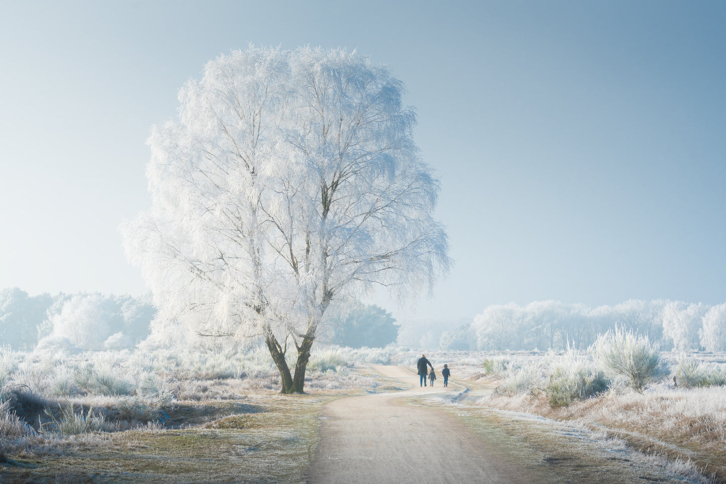 A Frozen Wonderland