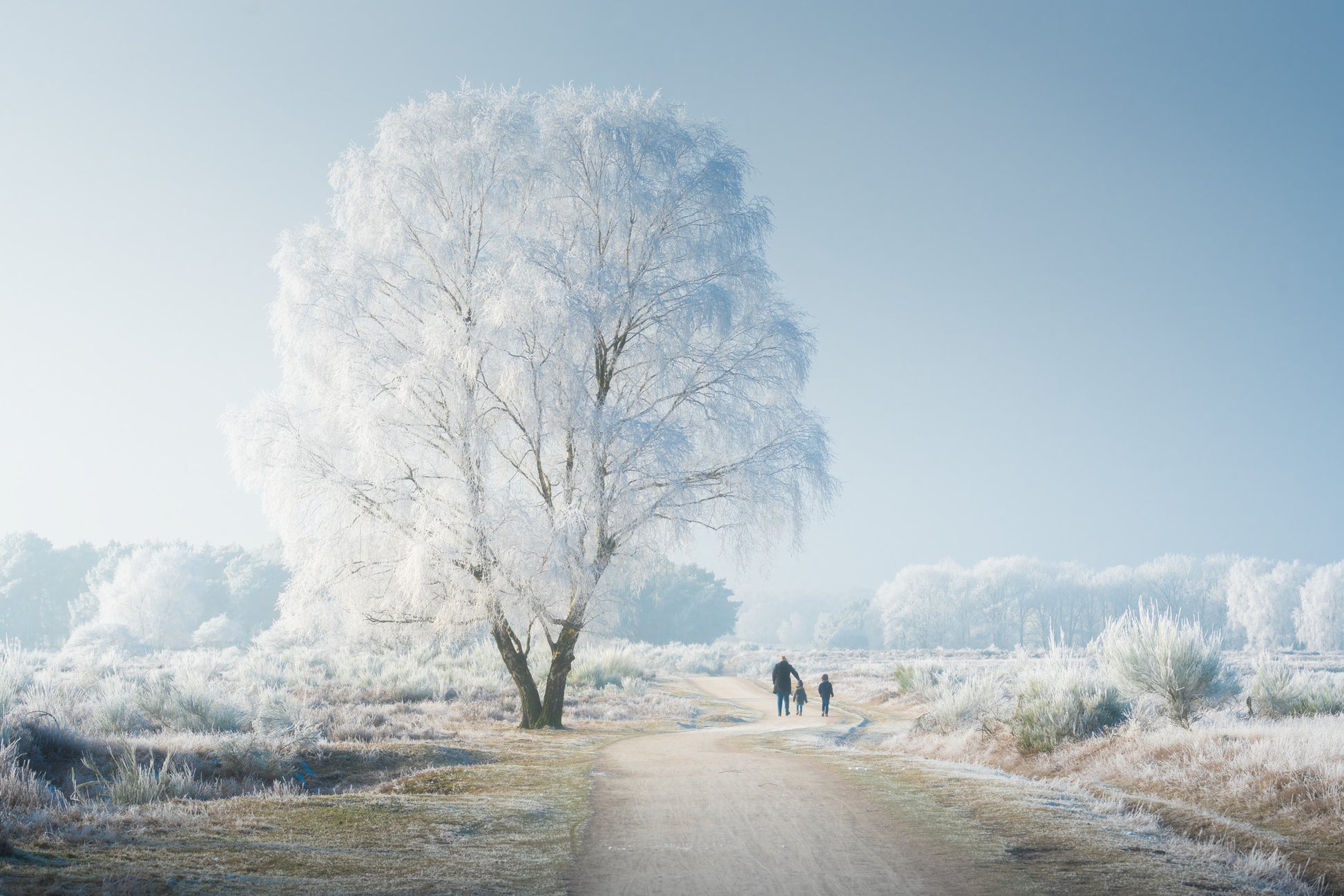 A Frozen Wonderland