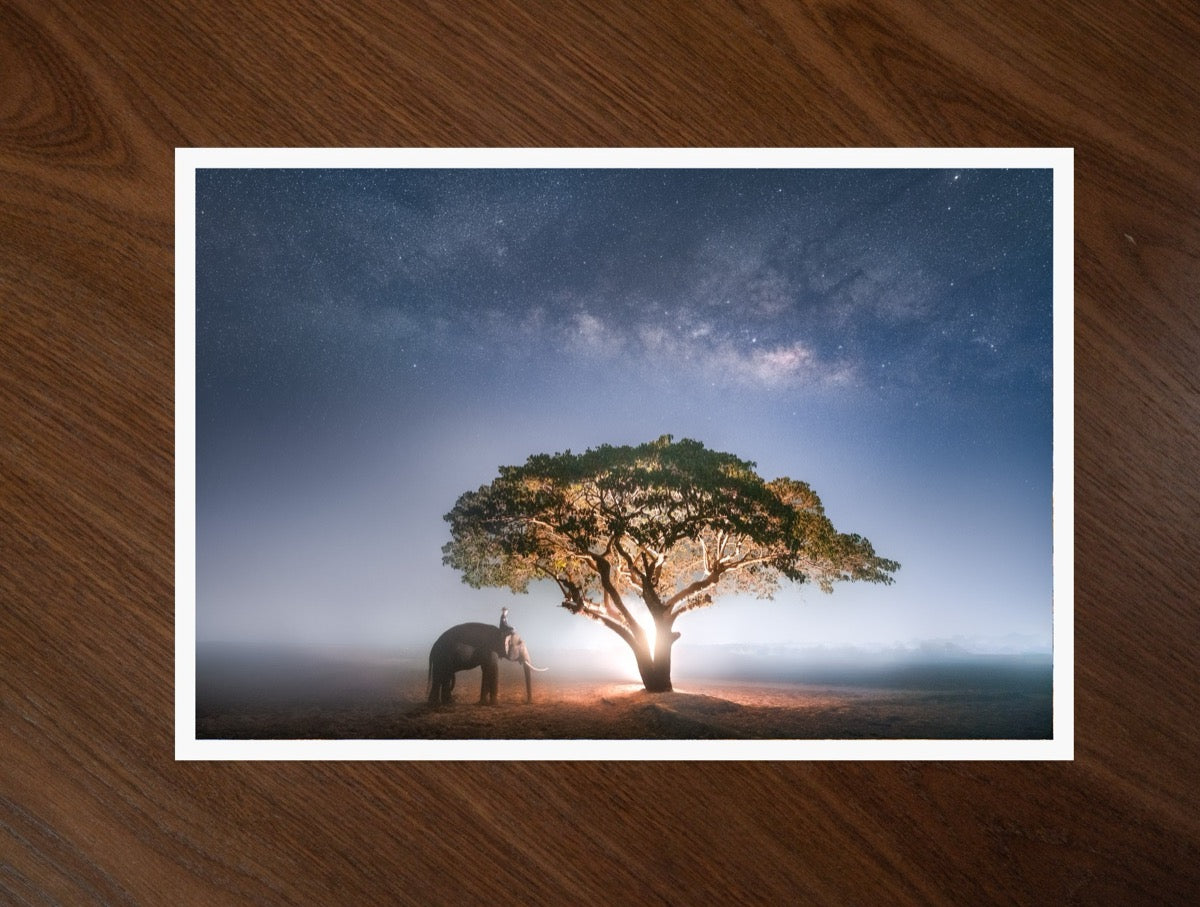 A Night with the Elephants print
