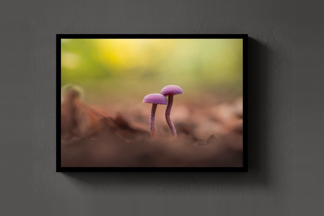 Amethyst lijst