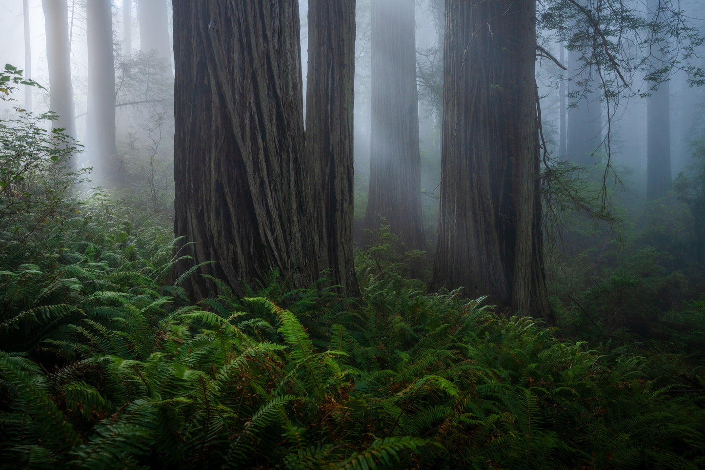 Among the Giants